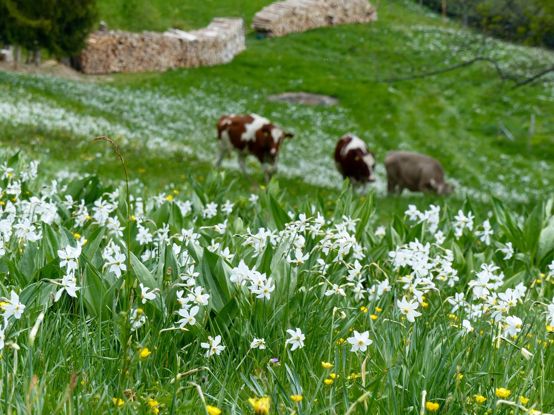 Spring flowers in Switzerland, spring hikes in switzerland, childfriendly spring hikes in switzerland