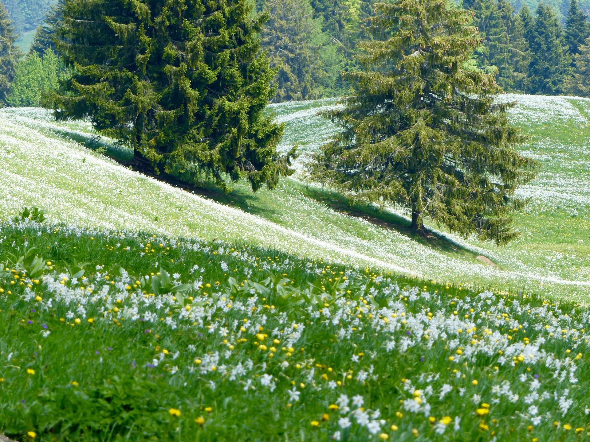 Spring flowers in Switzerland, spring hikes in switzerland, childfriendly spring hikes in switzerland