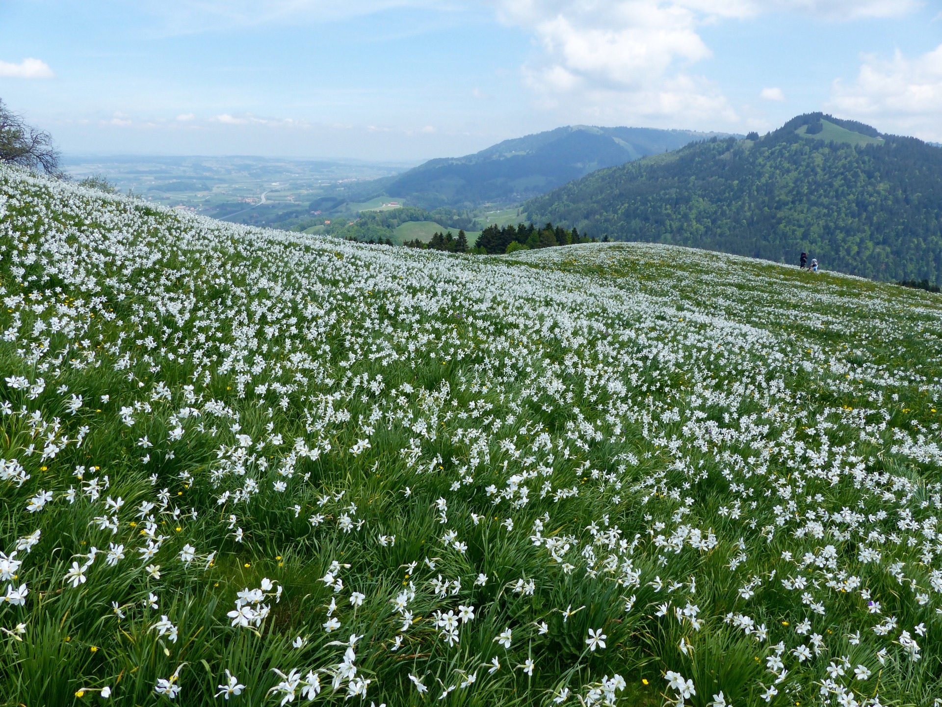 Spring flowers in Switzerland, spring hikes in switzerland, childfriendly spring hikes in switzerland