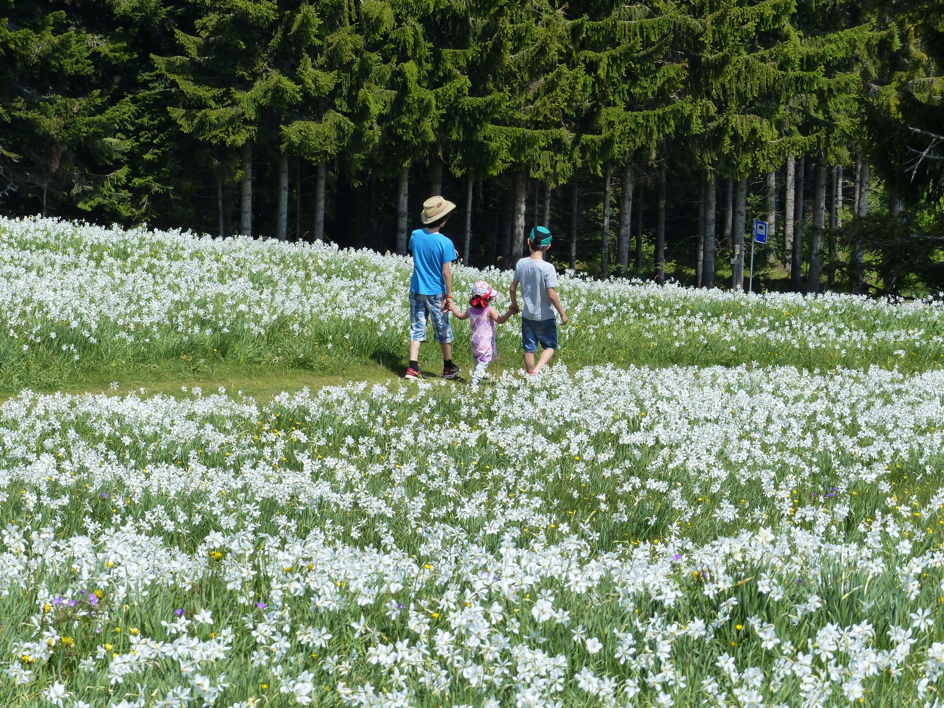 Spring flowers in Switzerland, spring hikes in switzerland, childfriendly spring hikes in switzerland
