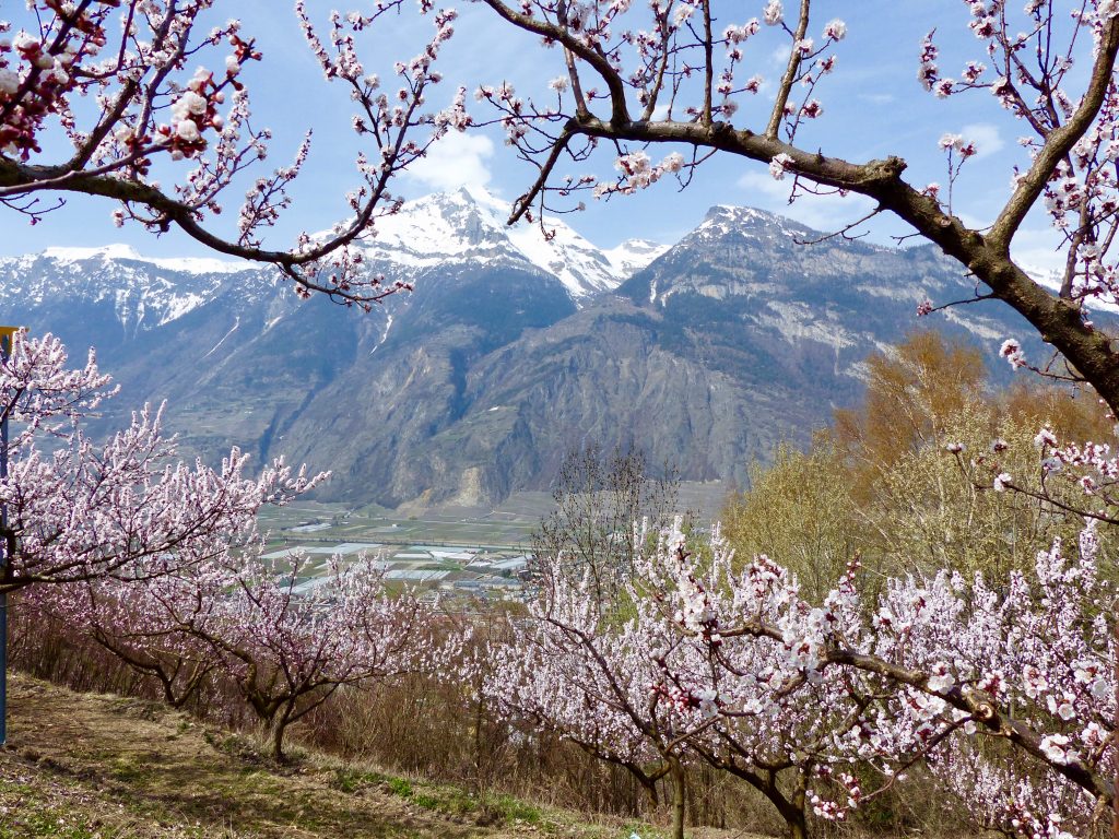 Spring flowers in Switzerland, spring hikes in switzerland, childfriendly spring hikes in switzerland