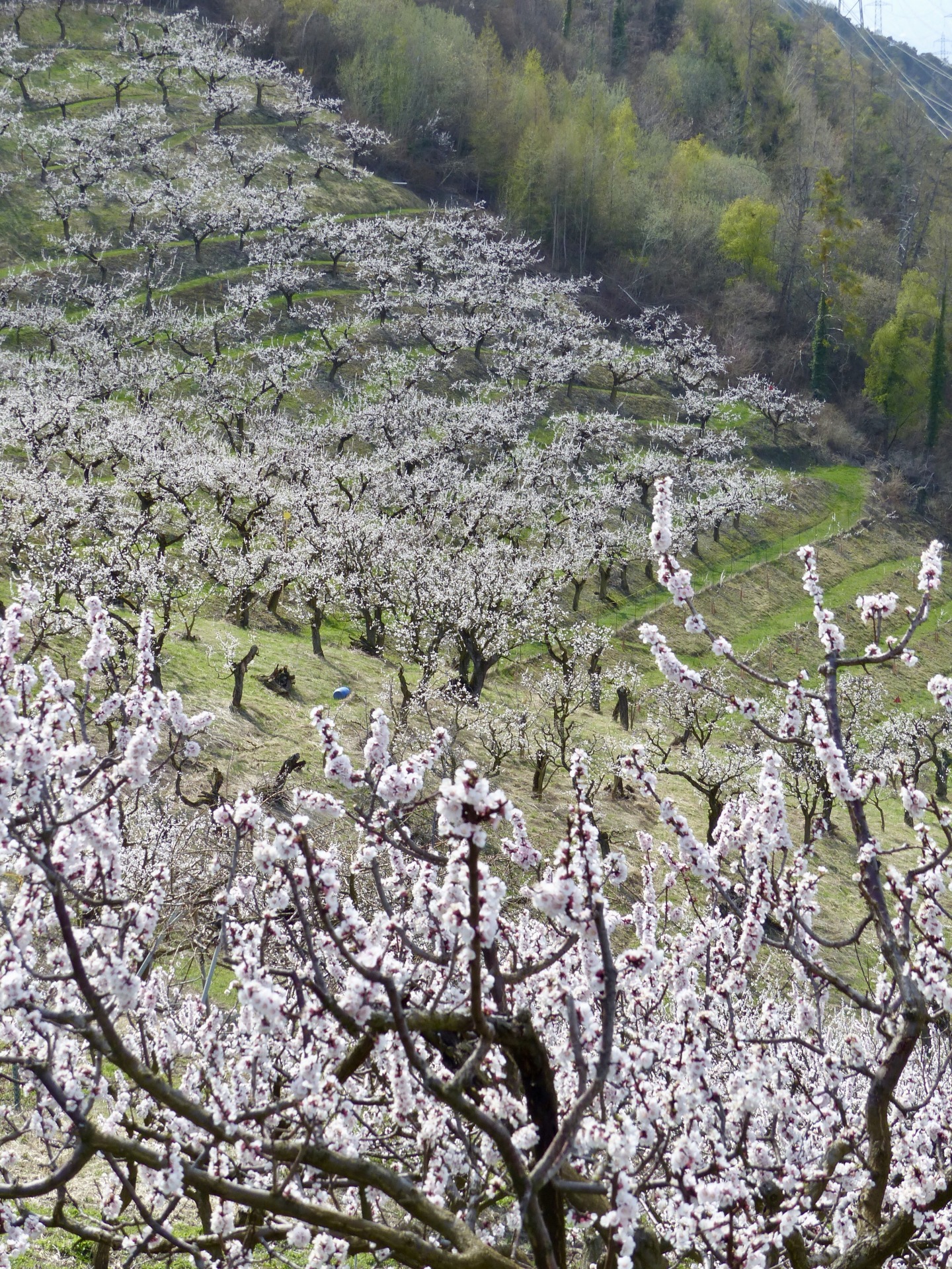 Spring flowers in Switzerland, spring hikes in switzerland, childfriendly spring hikes in switzerland