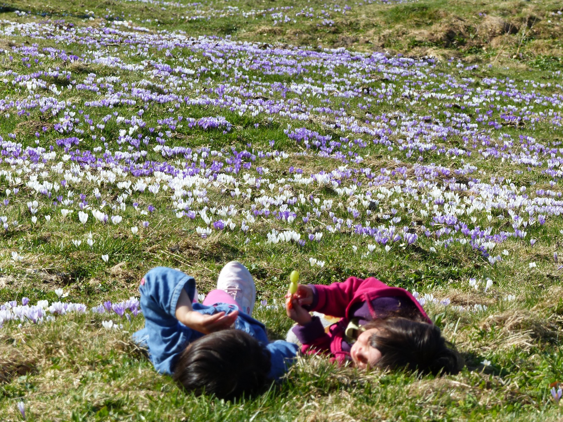 Spring hikes in Switzerland, flower blossom in Switzerland, Hiking with kids in Switzerland