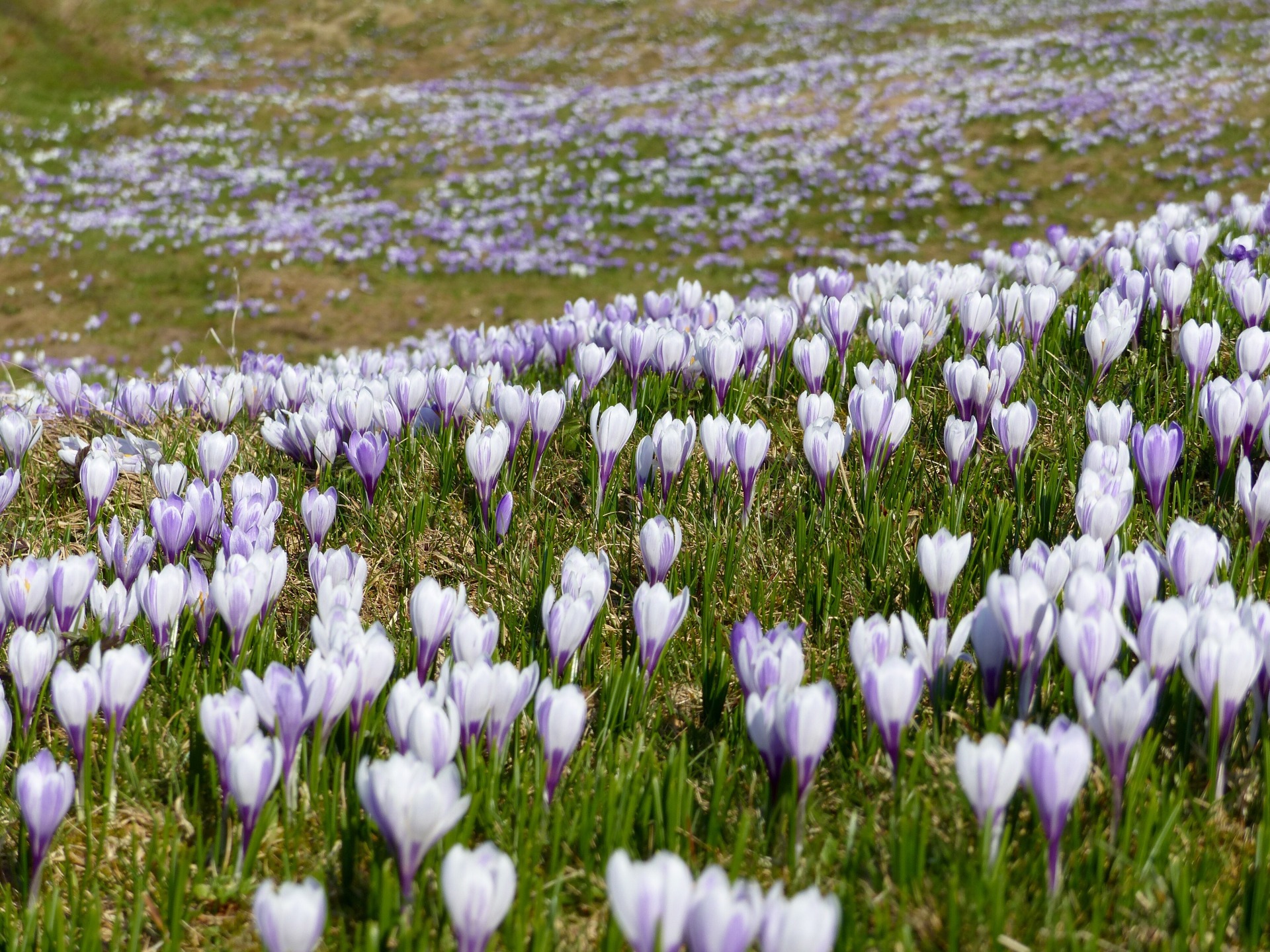 Spring hikes in Switzerland, flower blossom in Switzerland, Hiking with kids in Switzerland