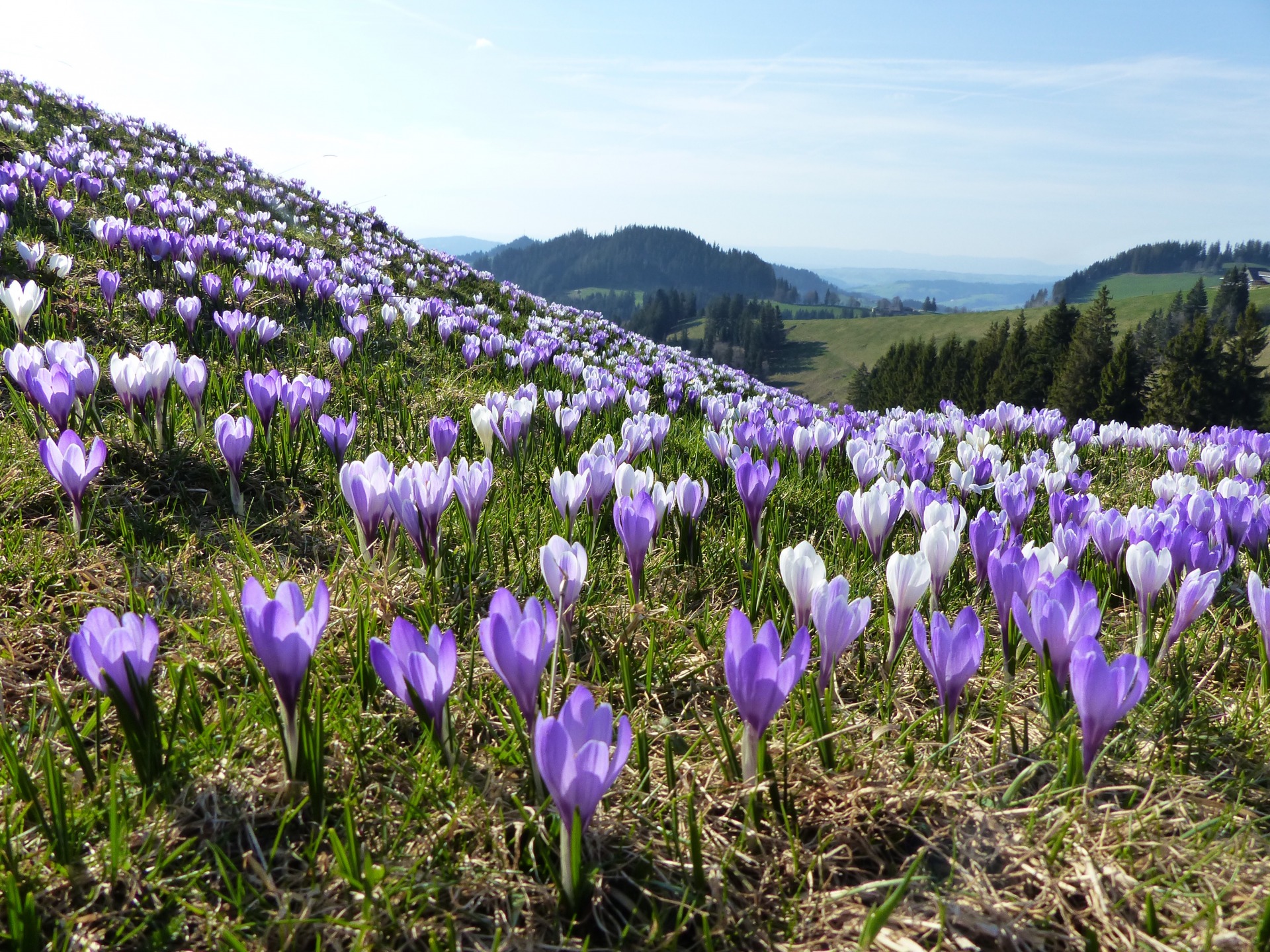Spring hikes in Switzerland, flower blossom in Switzerland, Hiking with kids in Switzerland