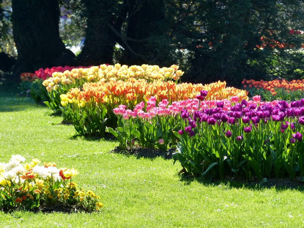 Tulips festival in Morges, Spring flower blossoms, Visit Switzerland