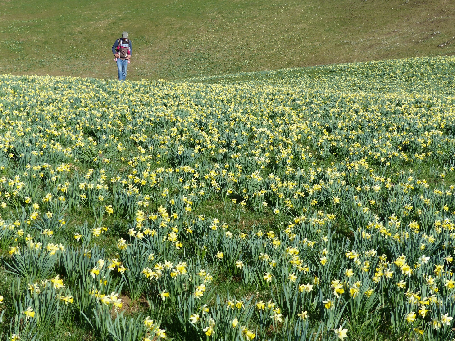 Spring flowers in Switzerland, spring hikes in switzerland, childfriendly spring hikes in switzerland