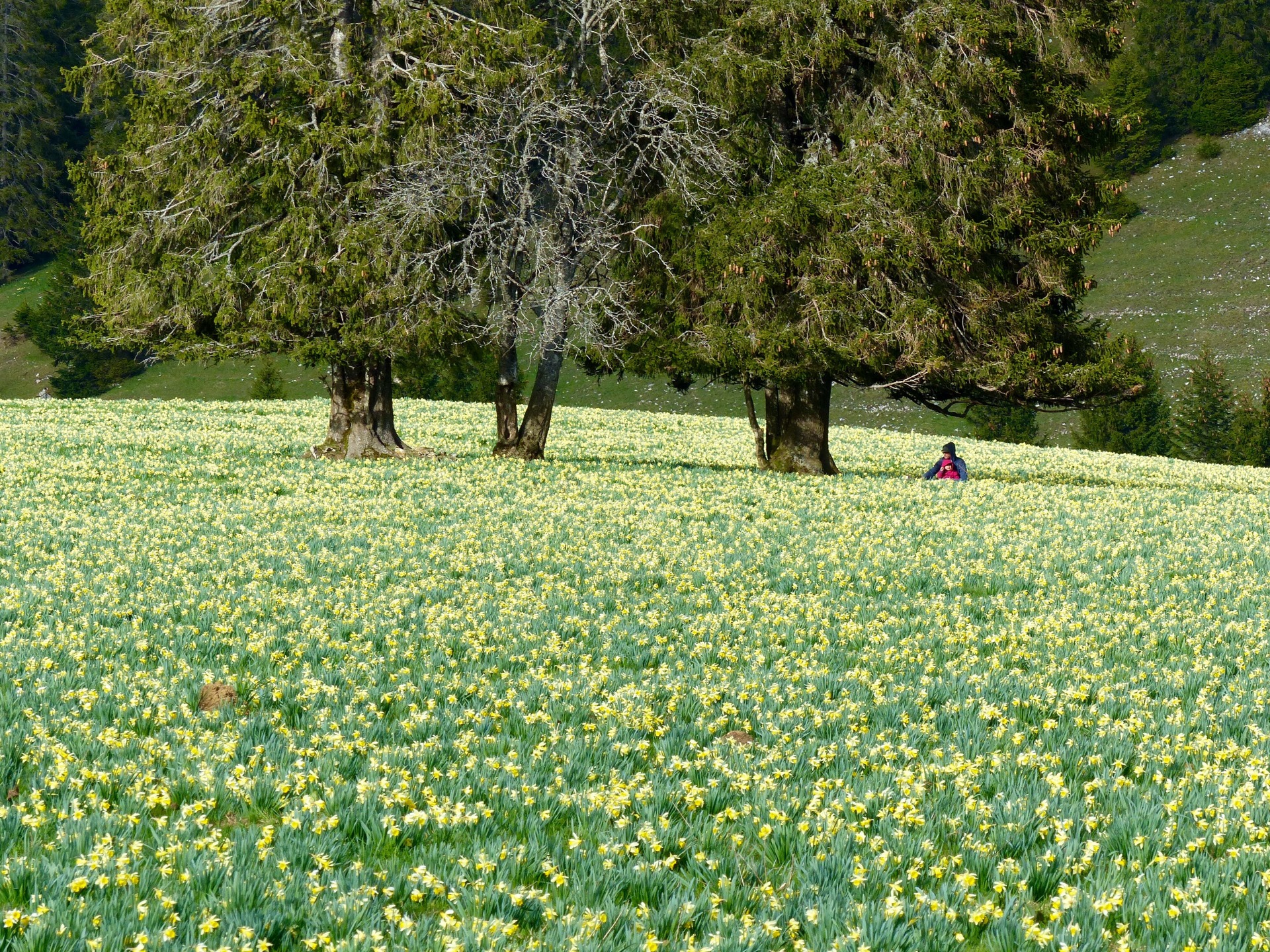 Spring flowers in Switzerland, spring hikes in switzerland, childfriendly spring hikes in switzerland