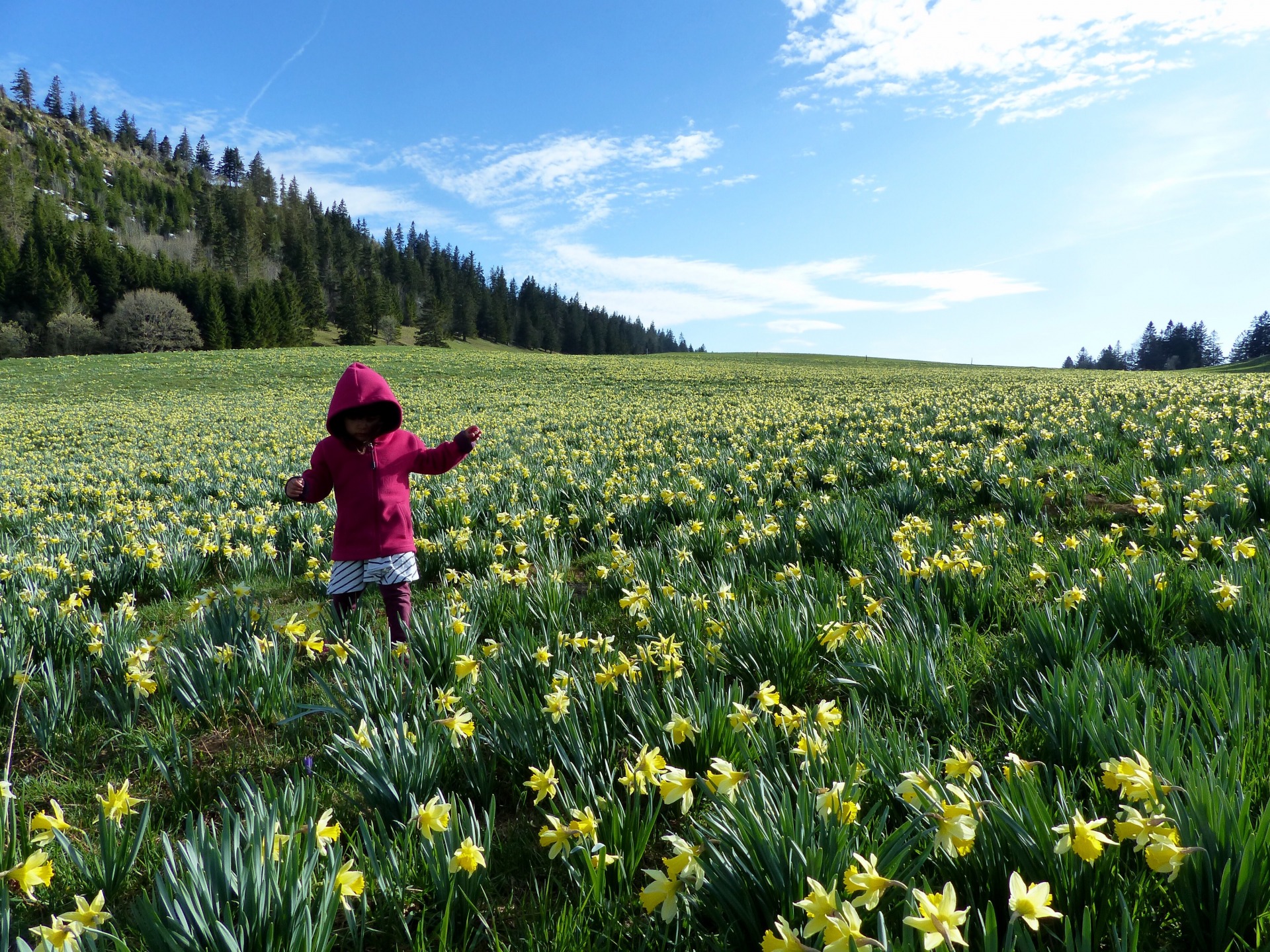 Spring flowers in Switzerland, spring hikes in switzerland, childfriendly spring hikes in switzerland