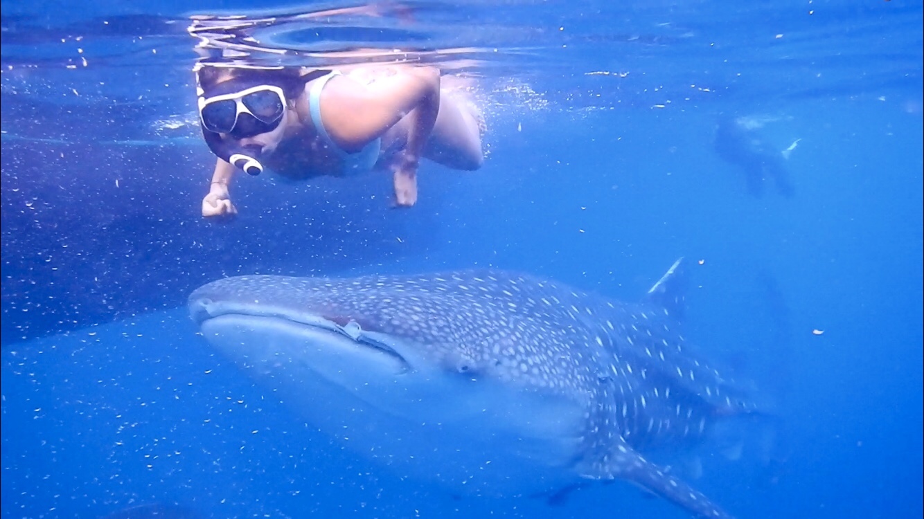 whale shark tour indonesia